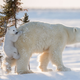 Illustration for article titled Wildlife Photo Contest Shows Nature Can Be Cruel—But Also Kind